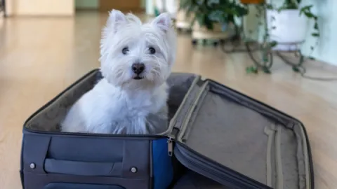 Lagoa EcoTowers é Pet Friendly em Caldas Novas: Veja as Regras